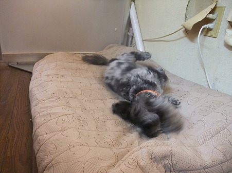 気持ちいいのか春もゴロゴロ・・・