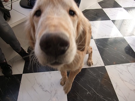 子犬みたいな顔しているスノウ