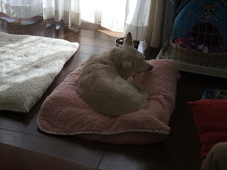 居心地のいい所見つけ、カミカミ