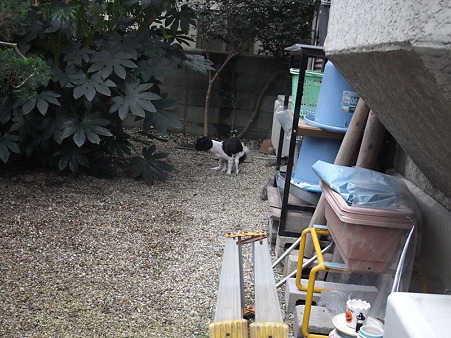 お庭へ出すと、こっちゃんすかさずおしっこ&うんp