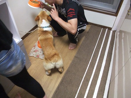 幸太、お座り!