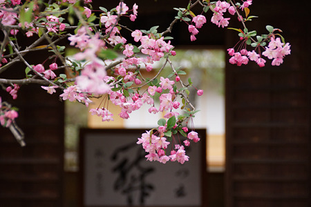 海棠の花が咲く海蔵寺2012!