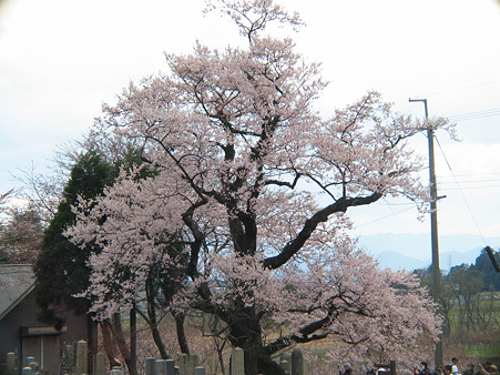 清水の桜 (2)