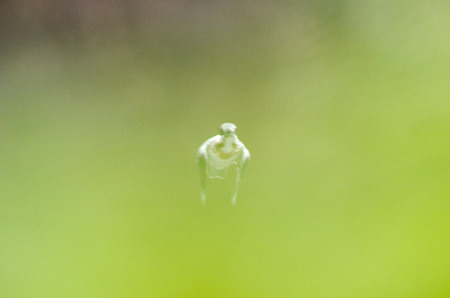 草かぶり飛翔