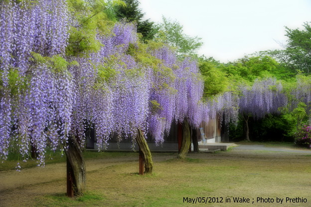 和気藤公園 藤まつり 写真共有サイト フォト蔵