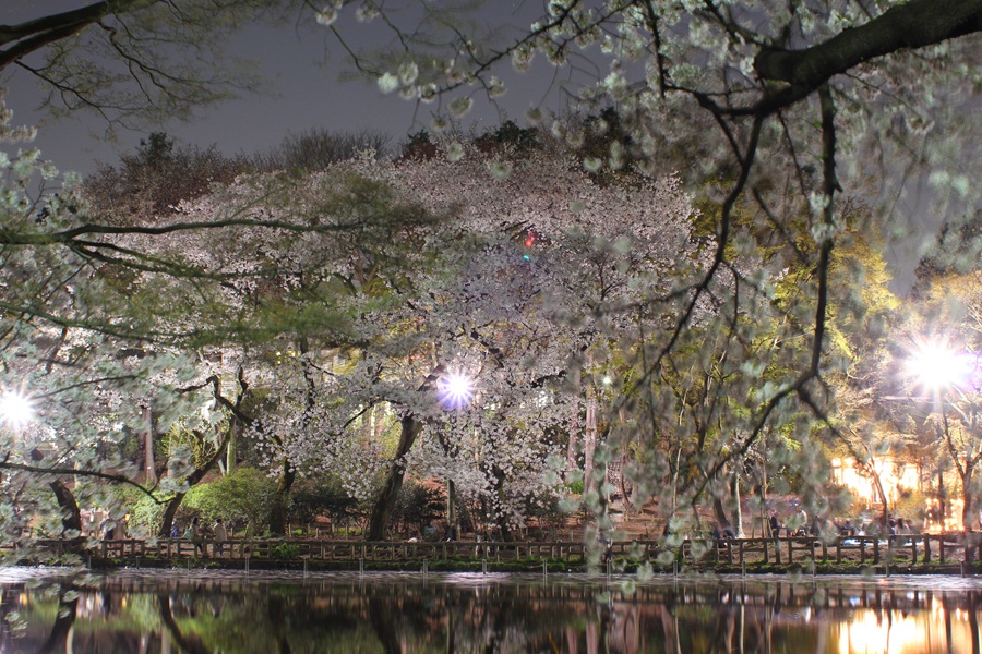 桜 (井の頭公園)
