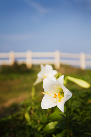 東で咲く花
