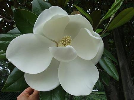 タイサンボク 花