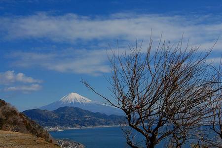 さった峠のsakura