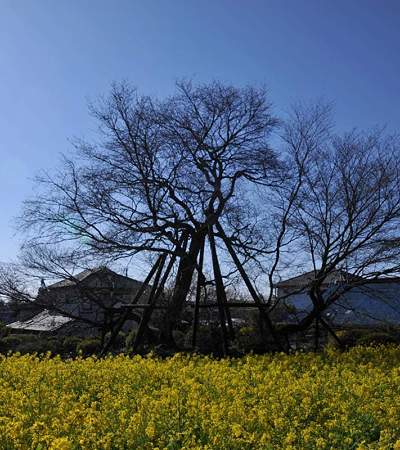 狩宿の下馬桜2