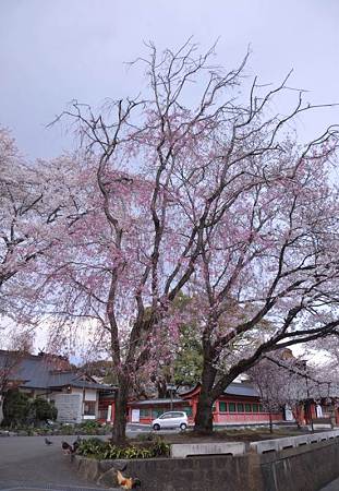 富士宮浅間神社桜祭り6