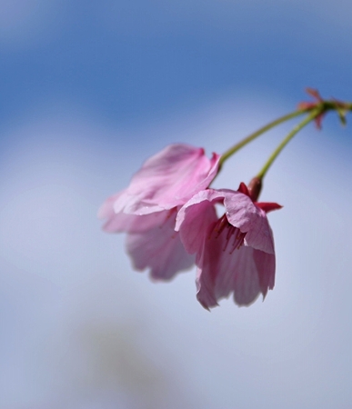 富士山さくらの園5