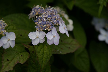 紫陽花