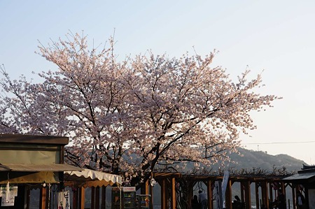 1104121740_DSC_4982