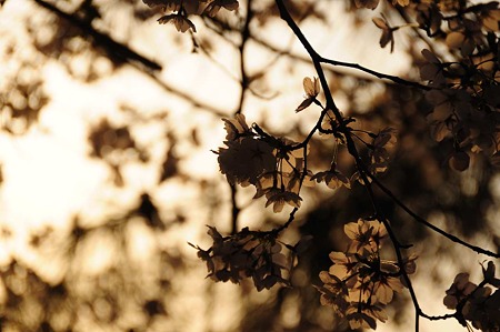 1104121753_DSC_5009