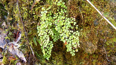 DSCF4629