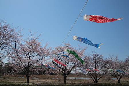 桜