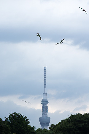 東京スカイツリー
