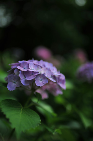 DSC_4315d