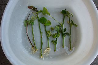 切り花の薔薇の挿し木をポットに植えました マダムマリィの好きなモノ 楽天ブログ