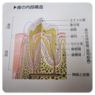 20111218　歯の内部構造