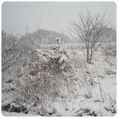 20120202 雪景色
