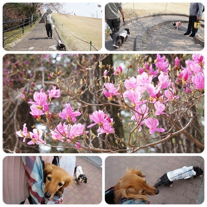 20120409 鞍ケ池公園で父とお散歩