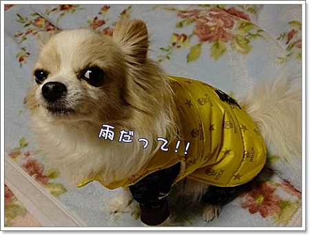 雨