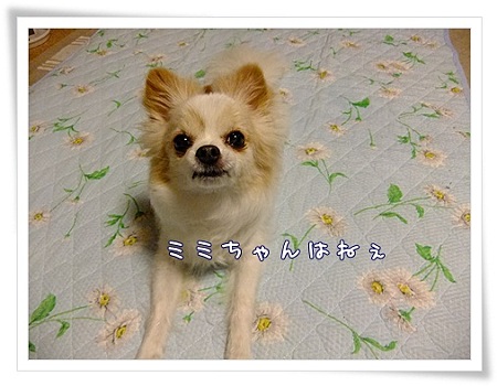 ミミちゃんは