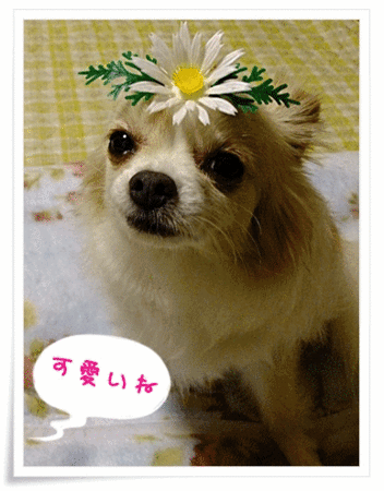 可愛い(= ̄∇ ̄=) ニィ