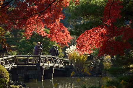 橋と紅葉