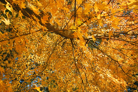御栗栖神社の紅葉・4