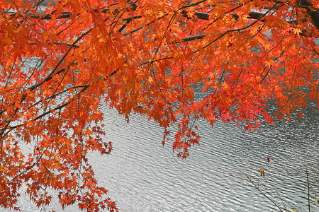 津風呂湖の紅葉2011-3