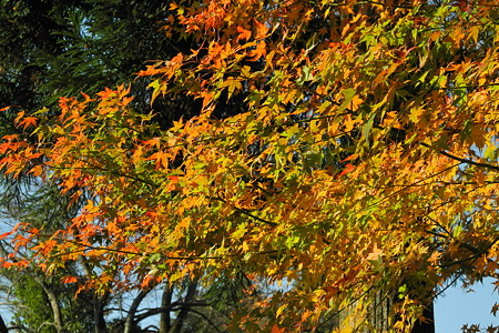 高取城跡の紅葉-11