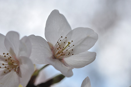 R369の桜・3
