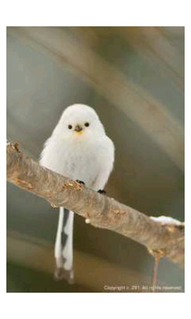無双光秀紹介の小鳥シマエナガが可愛い 写真共有サイト フォト蔵