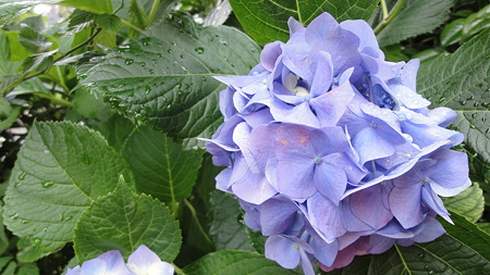 雨上がりの紫陽花 江東区西大島
