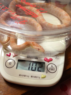 しろう君、体重測定