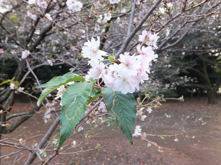 10月桜、可愛い♪
