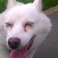 へっほほ