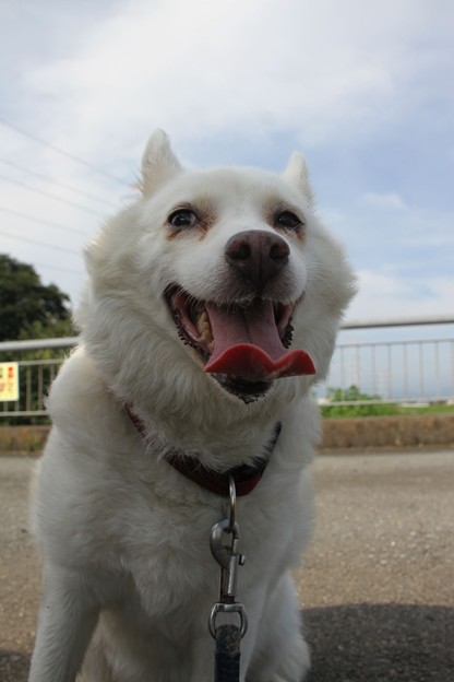 Photos: いぬや、かげつくれ。あついから。
