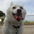 Photos: いぬや、かげつくれ。あついから。