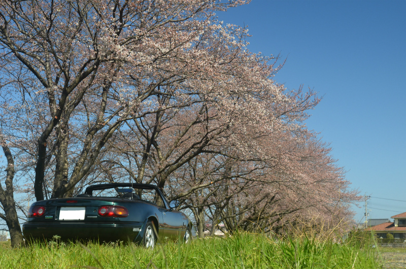 青い空、薄紅の桜、緑の草　最高の色・・・のはず