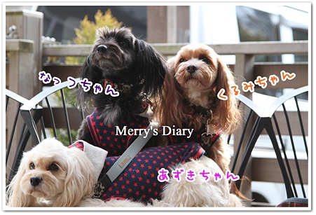 くるみちゃん&なっつちゃん&あずきちゃん