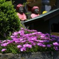 ●05・06年『鎌倉５月・6月の花写真集』