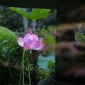 ●05・06年『鎌倉夏の花写真集』