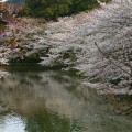 ●05・06年『鎌倉桜写真集』
