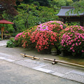 ●05・06年『鎌倉春の花写真集』