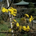 ●05・06年・07年『鎌倉冬の花写真集』