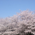 2011＊桜